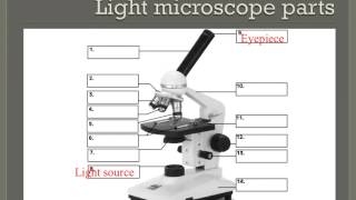 How to properly use a compound light microscope [upl. by Doro]