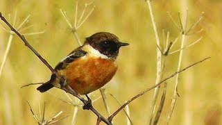 Stonechat Bird at Gunwalloe Church Cove [upl. by Oknuj]