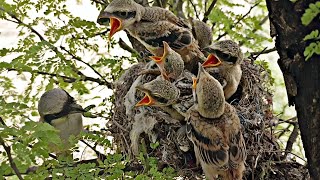 No space left in Woodshrike bird nest BirdPlusNest [upl. by Steere]