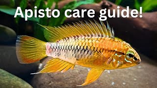 Ultimate Apistogramma Care Guide Setup Behavior and Breeding [upl. by Ralina215]