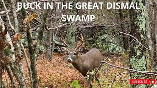 Swamp Deer Buck found in the Great Dismal Swamp [upl. by Hajan]