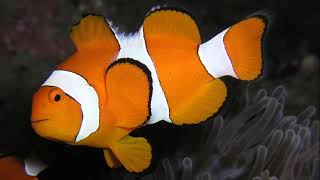 Facts The Ocellaris Clownfish [upl. by Anagrom]