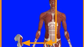 Tensor Faciae latae MuscleOriginInsertionActionBlood amp Nerve supplyAnatomical relation [upl. by Annaerdna]