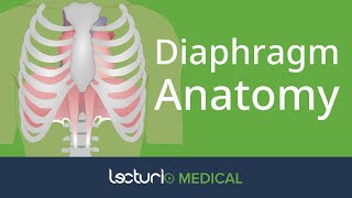 Anatomy of the Diaphragm  Anatomy [upl. by Eniamrehc]