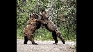 Grizzly Bears Ripping Each Other Apart in Street Fight [upl. by Trebeh852]