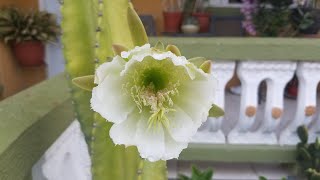 My Hugest Cactus is in Bloom Cereus Jamacaru [upl. by Greenwald392]