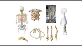 Columna vertebralis costalar ve sternum  2 Bölüm [upl. by Meras]