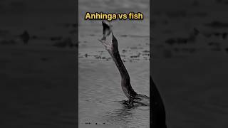 Anhinga vs fish trending shorts viral shortvideo [upl. by Romelle987]