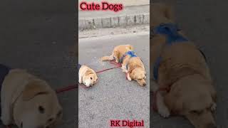 Cute Dogs dogvideo dog dogsofinstagram dogs dogvideos dogoftheday [upl. by Thrift]