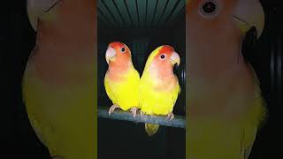 lovebird lutino translationquranandislam [upl. by Norej]