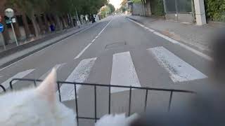 a Fiocco piace andare in bici [upl. by Pandich]