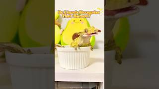 Do lizards recognize their owners reptiles pets animals gecko lizard cute comedy petgecko [upl. by Ikcaj]