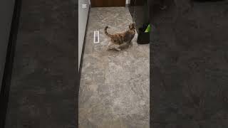 Like and Subscribe for more kitties I guess cats calicocat morningroutine cute and curious [upl. by Elonore]