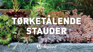 Tørketålende stauder [upl. by Anairotciv]