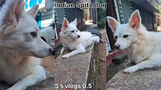 pomeranian dog  baby dog  indian Spitz dog  baby dog barking  dog video  cute dog video [upl. by Anaimad800]