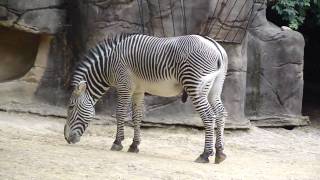 Zoo Zebra [upl. by Gardiner]