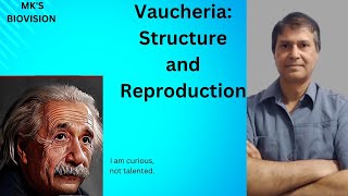 Vaucheria Thallus Structure amp Reproduction BSc Part 1 Botany [upl. by Drusie]