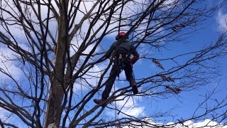 Un cours darboristegrimpeur à Falaise [upl. by Seana]