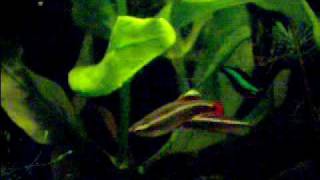 Filmalbum Chinese Danio [upl. by Nortyad456]