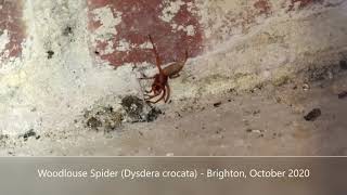 Woodlouse Spider Dysdera crocata  Brighton October 2020 [upl. by Esikram249]