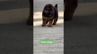 Duniya ka sab se wafadar janvar dog 🐕 doglover dog bollywood bollywoodcelebs bollywooddebut [upl. by Engelhart395]