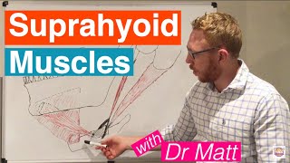 Suprahyoid Muscles [upl. by Lita]