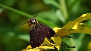 HOVER FLY Eristalis transversa feeding and flying slow motion [upl. by Anela]