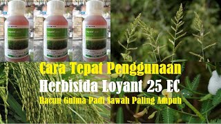 Cara Tepat Penggunaan Herbisida Loyant 25 EC – Racun Gulma Padi Sawah Paling Ampuh [upl. by Elyl730]