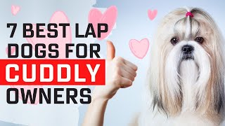 Top 7 Best Lap Dogs In The World For Cuddly Owners [upl. by Orian548]