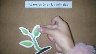 La excreción en los animales [upl. by Togram]