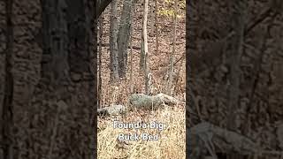 Found a 8 Point occupied bed bigbuckdown deerstags deerhunting bigbuck whitetaildeer [upl. by Ashmead]