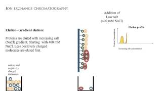 Ion exchange chromatography 1 [upl. by Perkoff667]