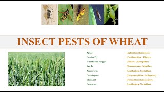 Insect pests of wheat crop [upl. by Binny]