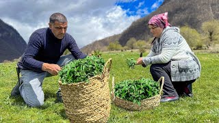 Collecting Nettles in the mountains of Azerbaijan and cooking the Dishes of our Ancestors [upl. by Ahsemrak]