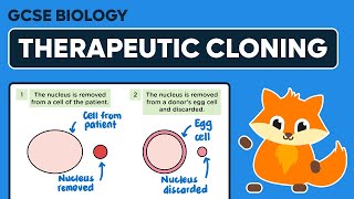 Therapeutic Cloning  GCSE Biology [upl. by Raval922]