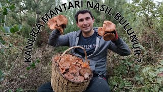 KANLICA MANTARI NASIL BULUNUR‼️🍄 5 ÖNEMLİ DETAY 2 EXTRA BİLGİ [upl. by Aneleasor]