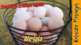 Ale jaja 327 [upl. by Hiro]