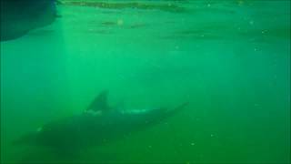 Dolphin sounds slowed down  inspecting my kayak with sonar [upl. by Anitirhc68]