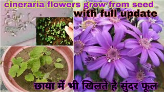 How to grow cineraria flower plant from seed with updateसिनेरारिया फूल को बीज से कैसे उगाये [upl. by Ingra]