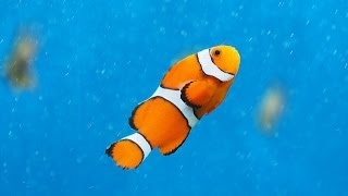 Facts The Clownfish [upl. by Coleen111]