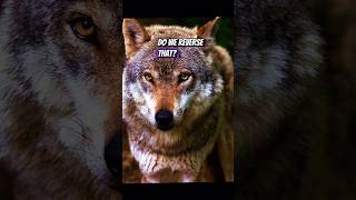 🐺 The Iberian Wolf 🐺 animals extinction real [upl. by Girhiny865]