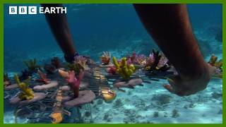 Reviving A Coral Paradise In The South Pacific  BBC Earth [upl. by Notyad837]