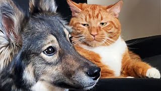 FUNNIEST Pets of 2024 🤣 TOP Videos of the YEAR [upl. by Ariaec]