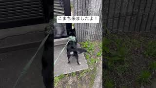 【スピ柴こまち】こんにちは！こまちです！shorts 柴犬 日本スピッツ ミックス犬 dog 子犬 shiba spitz 犬のいる暮らし [upl. by Alejo621]