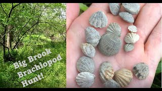 Hunting for Fossil Brachiopods at Big Brook NJ  Finding a RARE species [upl. by Alysia798]