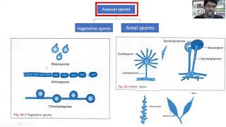 3 Reproduction and sporulation in fungus [upl. by Esiole]