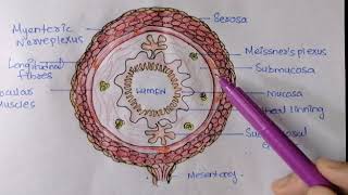 LAYERSWALLS OF GASTROINTESTINAL TRACT  MUCOSA SUBMUCOSA  MUSCULARIS SEROSA  histology features [upl. by Dalohcin501]