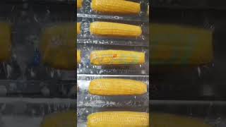 Thermoforming vacuum packaging machine packaging corn the effect is good or bad you will know😜 [upl. by Maiocco608]