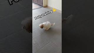 Shihtzu puppy potty training youtubeshorts dogbreed puppy dogtraining dog shortvideo [upl. by Lyrehs606]