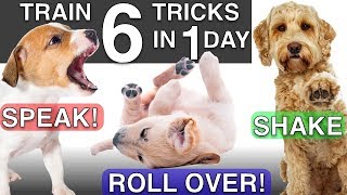 How to Train your Puppy 6 Tricks in 1 Day [upl. by Ayikur]